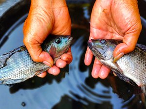 Tilapia_shutterstock_2225739133