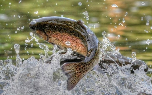 aller-aqua-organic-feed-photo-trout