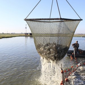 catfish_FEATURED