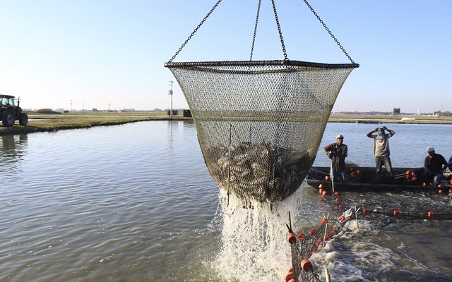 catfish_FEATURED