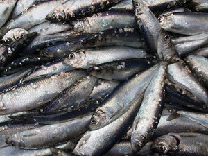 close-up-of-pile-of-herring-freshly-landed