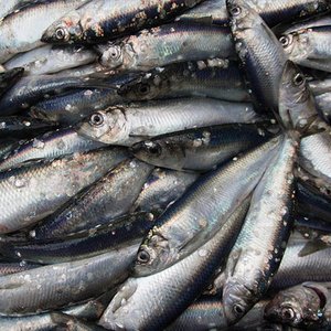 close-up-of-pile-of-herring-freshly-landed