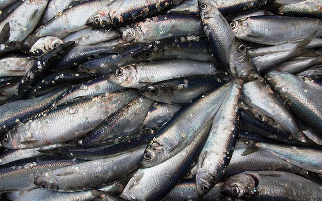 close-up-of-pile-of-herring-freshly-landed