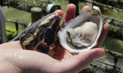 AUSTRALIA - Premium oyster region moves to keep POMS at bay