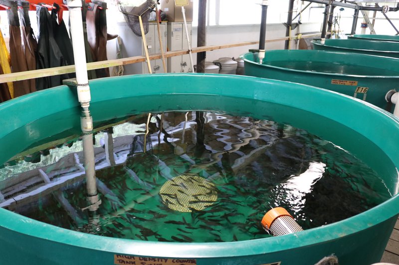 fish tanks