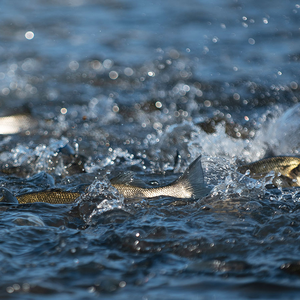 header_course_1380x895_1259id2262051