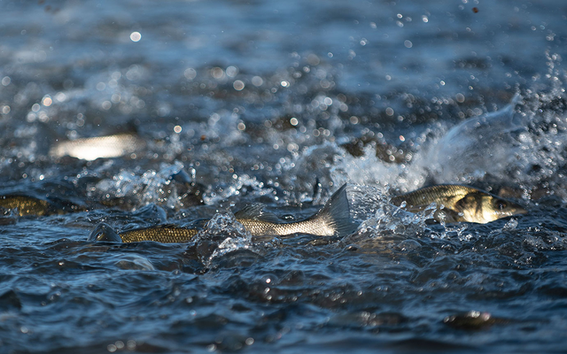 header_course_1380x895_1259id2262051