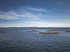 Scottish salmon industry contributes $859 million to the countrys economy in 2021