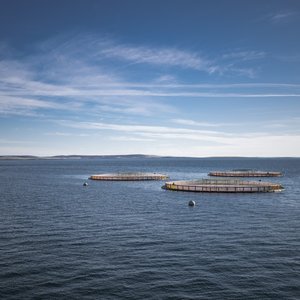 Scottish salmon industry contributes $859 million to the countrys economy in 2021