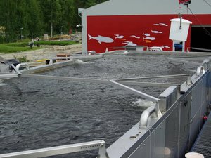 New concept to boost RAS fish farming