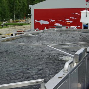 New concept to boost RAS fish farming