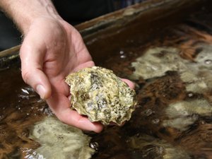 Probiotics improve oyster larval survival