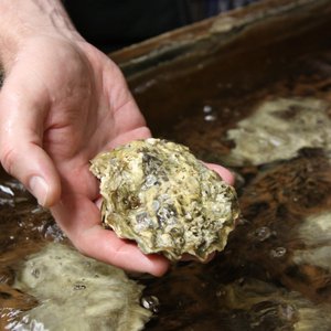 Probiotics improve oyster larval survival