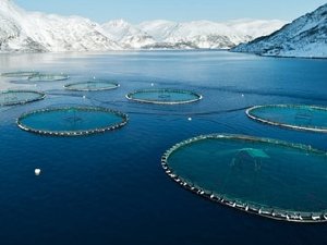 Norway proposes 40% resource tax on aquaculture operations