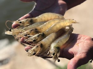 Gold River Production acquires 100% stake of US shrimp genetics supplier
