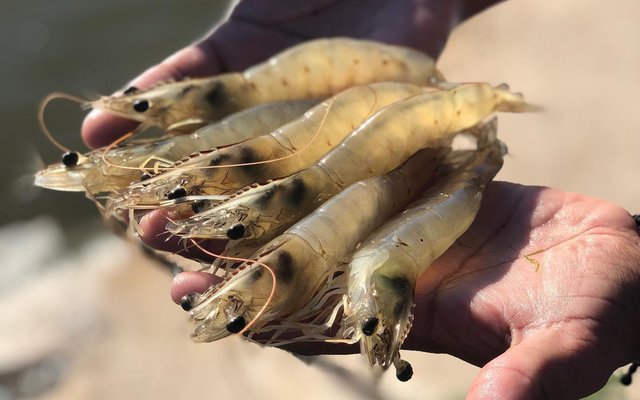 Gold River Production acquires 100% stake of US shrimp genetics supplier