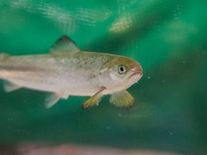 Study evaluates salmon’s sensitivity to toxic gas in RAS facilities