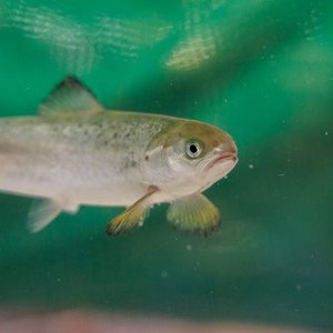 Study evaluates salmon’s sensitivity to toxic gas in RAS facilities