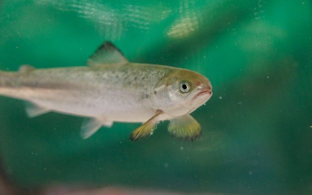 Study evaluates salmon’s sensitivity to toxic gas in RAS facilities