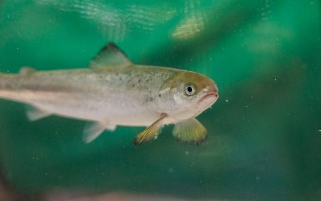 Study evaluates salmon’s sensitivity to toxic gas in RAS facilities