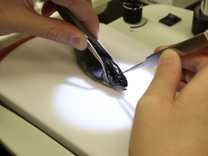 otolith dissection