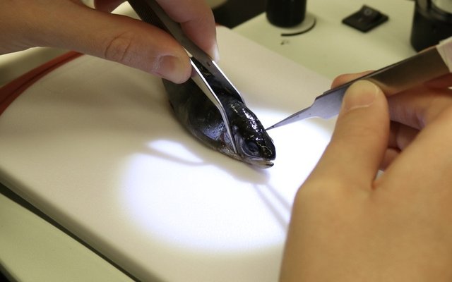 otolith dissection