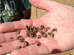 oysterseed