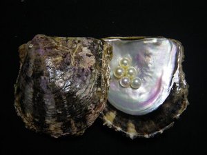 pearl_oyster_2