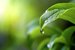 phytogenics_shutterstock_2498953415
