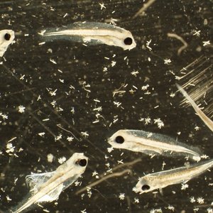 pompano-larvae-newsdesk
