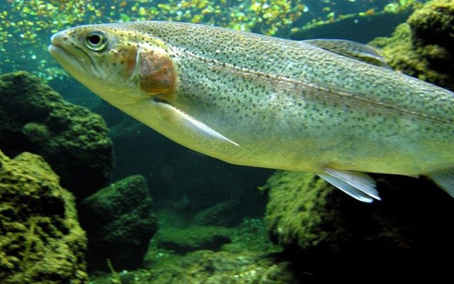 rainbow_trout