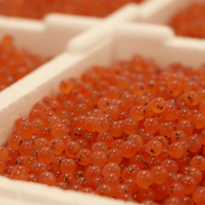 salmon-eyed-eggs-aquagen