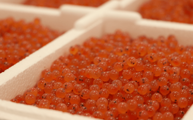salmon-eyed-eggs-aquagen