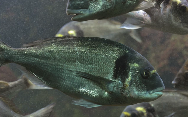 seabream-shutterstock_510249910-copy