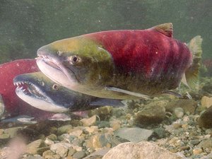 sockeye_salmon_claiming_her_nesting_area_credit_fisheries_and_oceans_canada