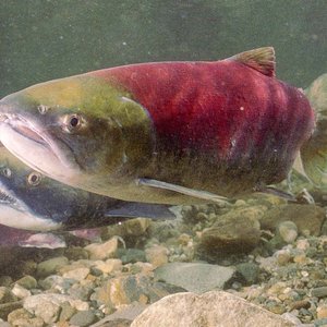 sockeye_salmon_claiming_her_nesting_area_credit_fisheries_and_oceans_canada