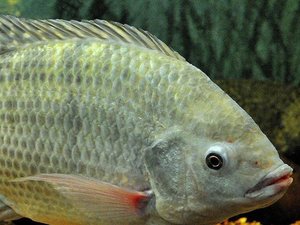 tilapia_niloticus_1200x533