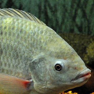 tilapia_niloticus_1200x533