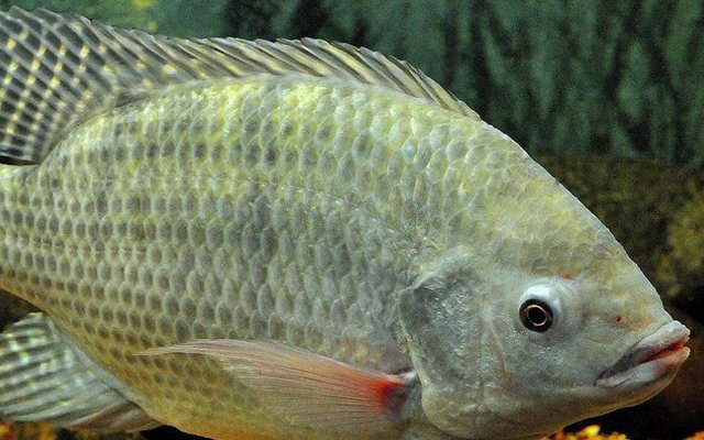 tilapia_niloticus_1200x533